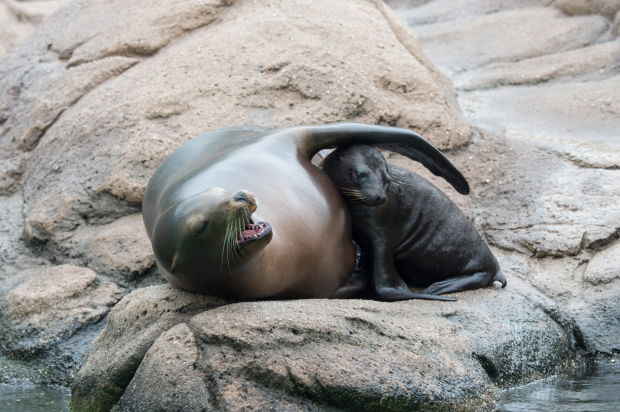 Baby zoo animals